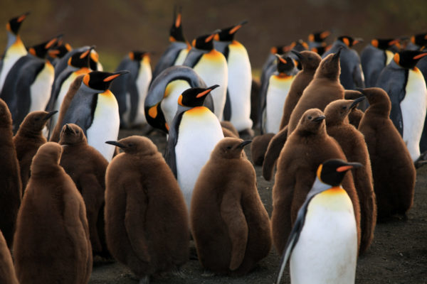 Penguins (IMAX)