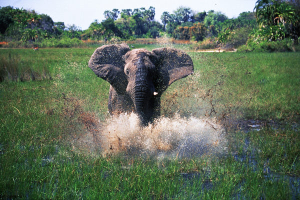 Afric_Adv_Elephant