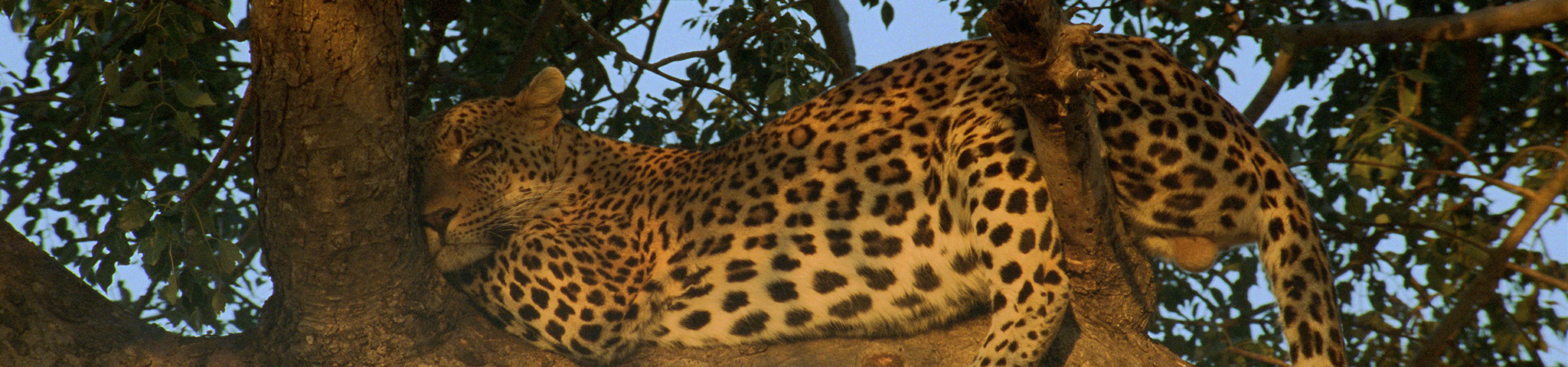 The Majestic Leopard